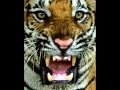 Wild Animals! Wild Animals!