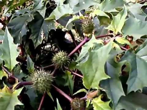how to grow jimson weed