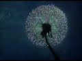 Sugar Plum, Chinese, Mirlitons from Fantasia