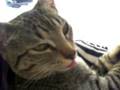 Kitty dreams of ice cream