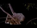 Ronnie Johns - Arnie The Koala Rehabilitation