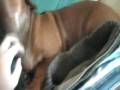 videos de frankie.wmv