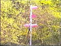 Fr�hling 1987 in Itingen (BL): Bl�hende Kirschenb�ume