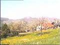 Frühling 1987 in Itingen (BL): Blühende Kirschenbäume