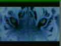 videos de Last Samurai's Huge Tiger Snarling