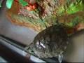 tortuga