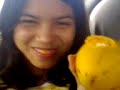 mango podrio mango podrio