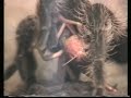 Vogelspinne Brachypelma Albopilosa in Action 2