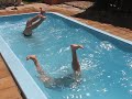 Olimpiadas en Losana de Piron