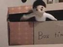 wigga in a box wigga in a box