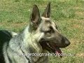 Guard Dog Training Centre - Obedience Training