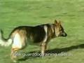 Guard Dog Training Centre - Obedience Training