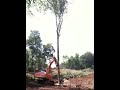 Longview Tree cut