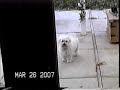 Papa Running Around un His Backyard