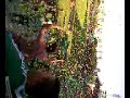 Corinthians rebaixado!! Festa no palestra It�lia.