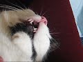 My Cat Sleeping Weirdly My Cat Sleeping Weirdly