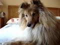 Dog reaction to a fart