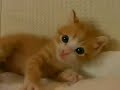ふちゃぎ物語