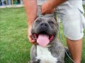 LIL BLAZE VISITS BACKWOODS KENNELS PIT BULLS LIL BLAZE VISITS BACKWOODS KENNELS PIT BULLS