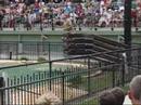 Steve Irwin Tribute To a legend Steve Irwin Tribute To a legend