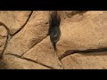 the world's most venomous snake