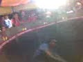 Rodeo