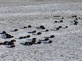Bison Run-Antelope Isalnd, Utah