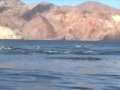 Dolphin stampede! *high quality* Dolphin stampede! *high quality*