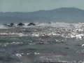 Dolphin stampede! *high quality*