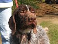 Deutsch Drahthaar Flint, Jagdhund aus Spanien