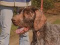 deutsch drahthaar flint jagdhund aus spanien