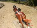 Breyer race