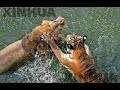 The Tiger VS Debate Part 1