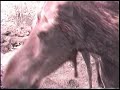 Large Moose walks right into camera for a great closeup view