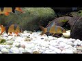 clown loaches feeding and fighting over a banana