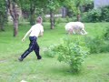Pyrenean Mountain dog having fun!