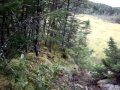Moose Hunting With The Jays