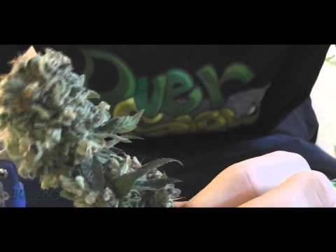 how to harvest blueberry seeds