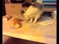 PELUSA - LA GATA COME PAN