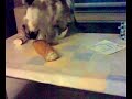 PELUSA - LA GATA COME PAN