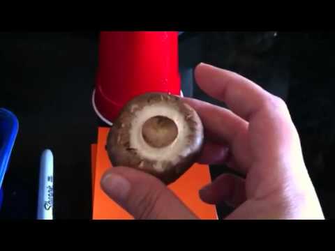 how to grow mushrooms at home from spores