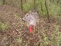 Animals I found while hiking the AT
