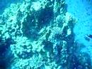 Tauchen im roten Meer