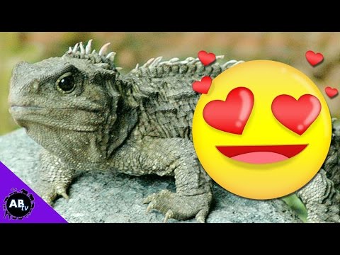 YouTube reptile video