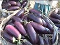 brinjal
