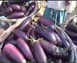 brinjal