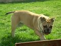 bulldog inglese giardiniere