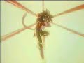 goku fase 4 vs super17