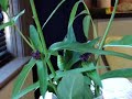 Monarch Butterfly Caterpillar to Chrysalis Monarch Butterfly Caterpillar to Chrysalis