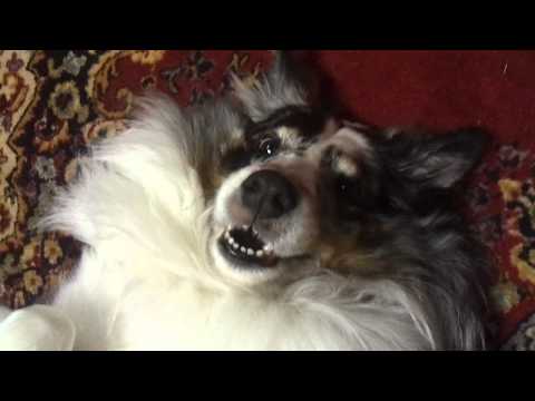 BluemerleSheltie - Autumn the blue merle sheltie.